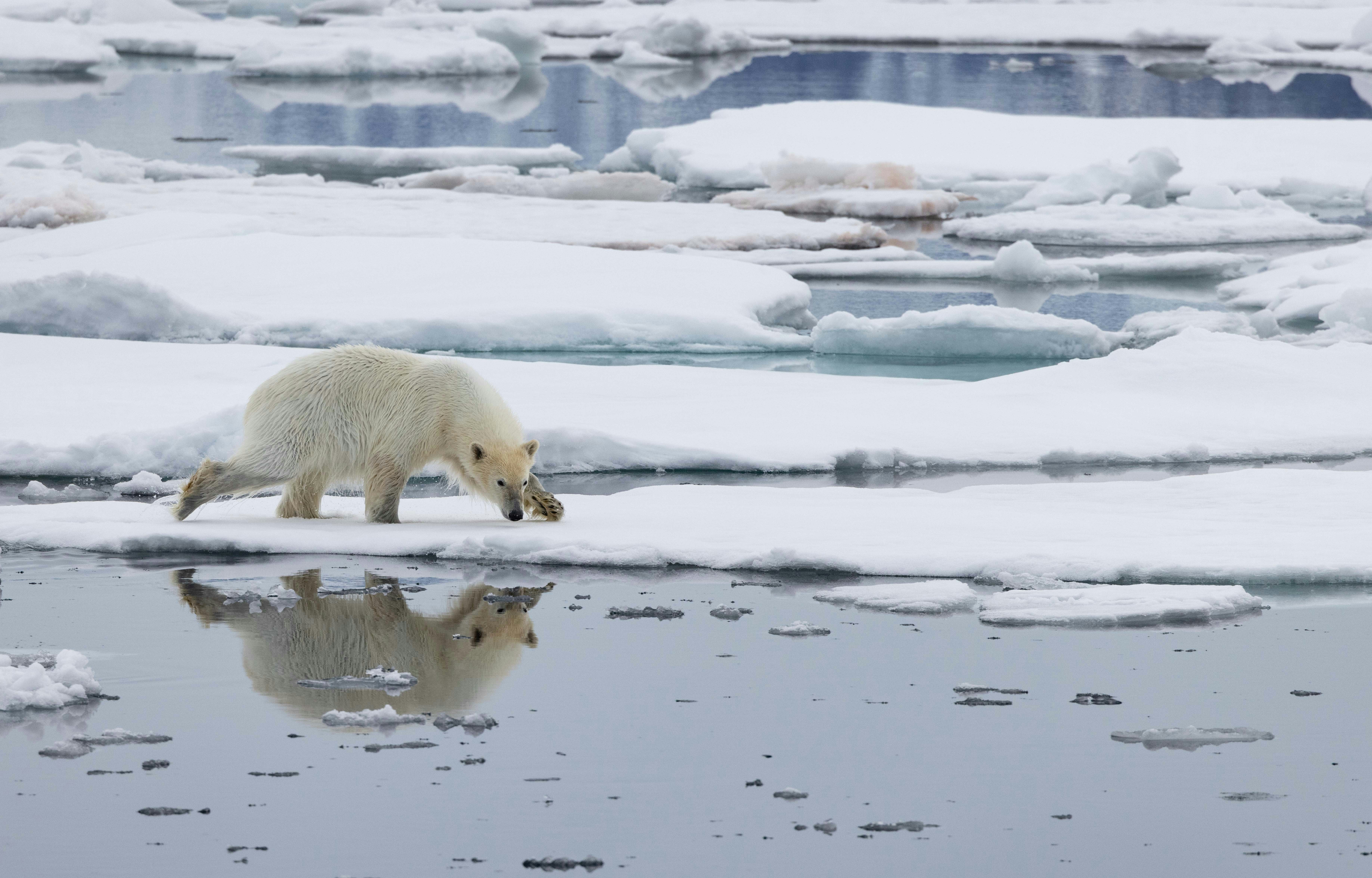 Polar-Bear-Raudfjorden-Svalbard-Michael-Baynes-1.jpg