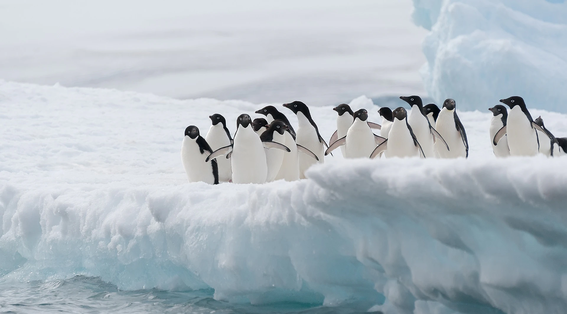 adelie-penguins.jpg