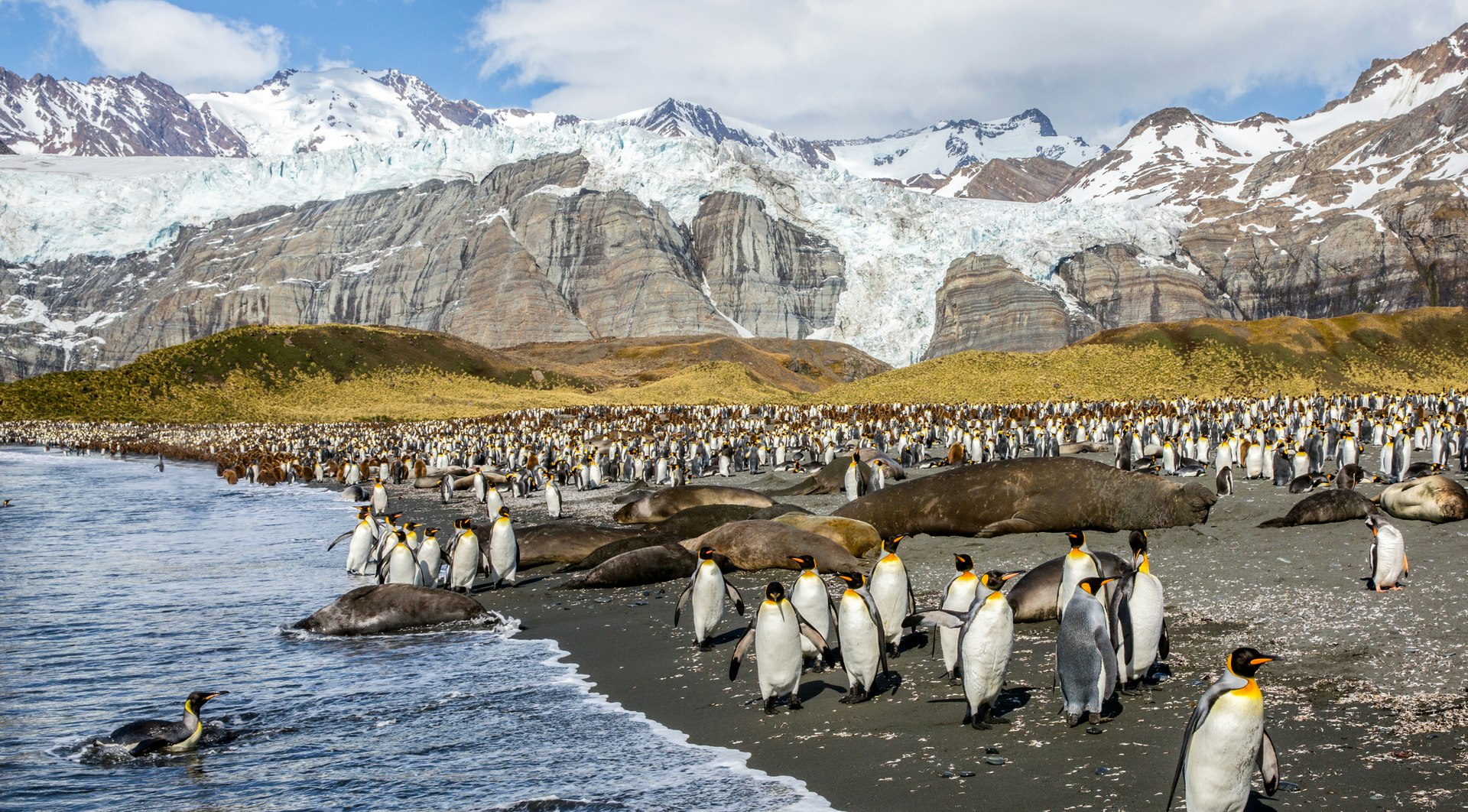 Website_Screen-King-Penguins-in-Gold-Harbour-South-Georgia-Michael-Baynes-2.jpeg