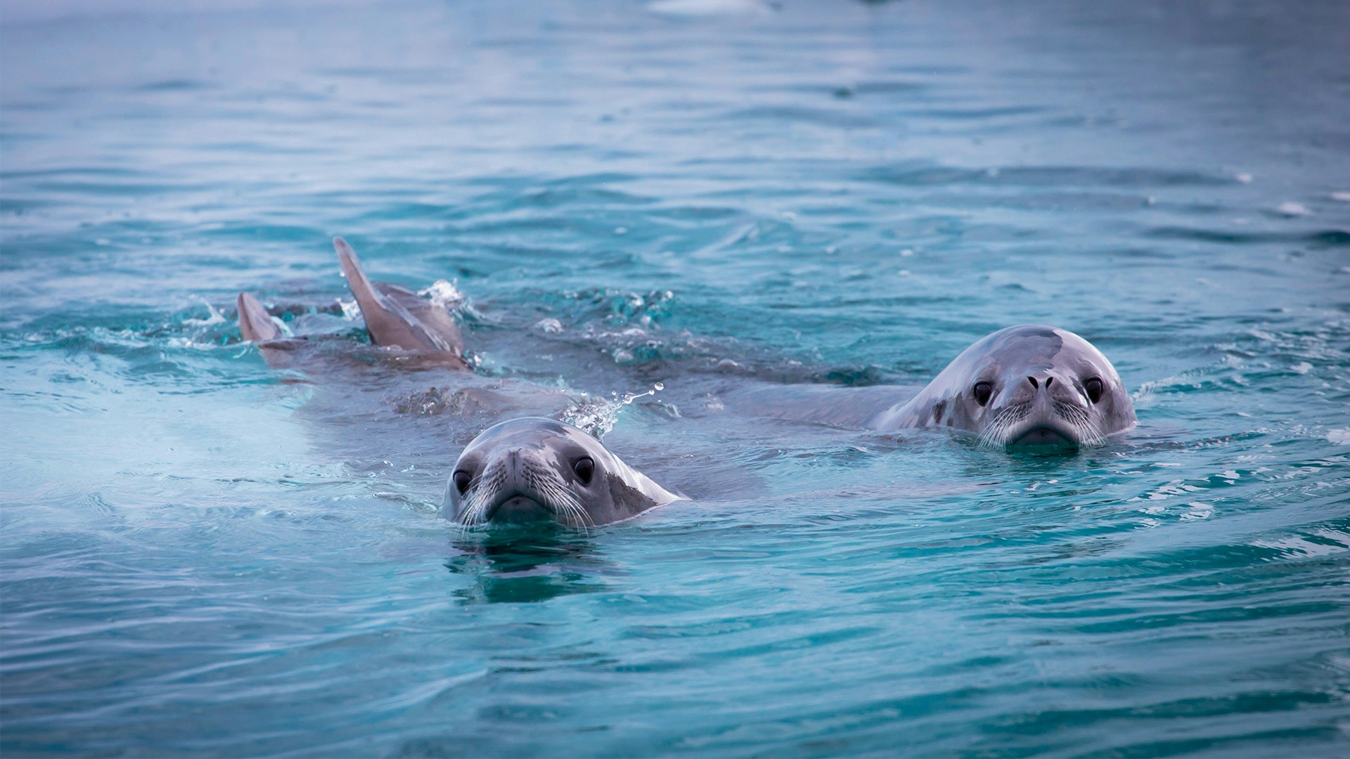 Crabeater Seals, Antarctica, Jamie Lafferty