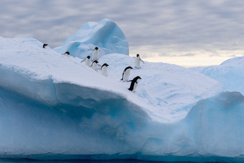 Adelie Penguins on Ice, Antarctica, Scott Portelli