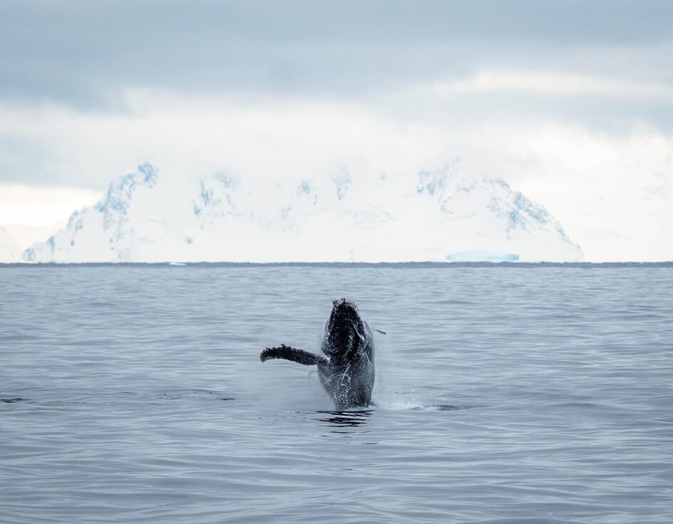 Whale breeching from the Icy Water