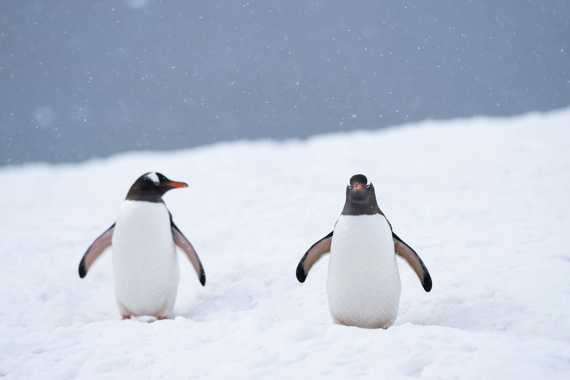 Danco Island, Antarctica, Fiona Wardle