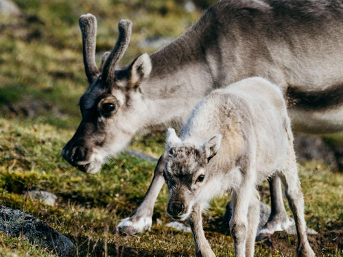Reindeer in Svalbard