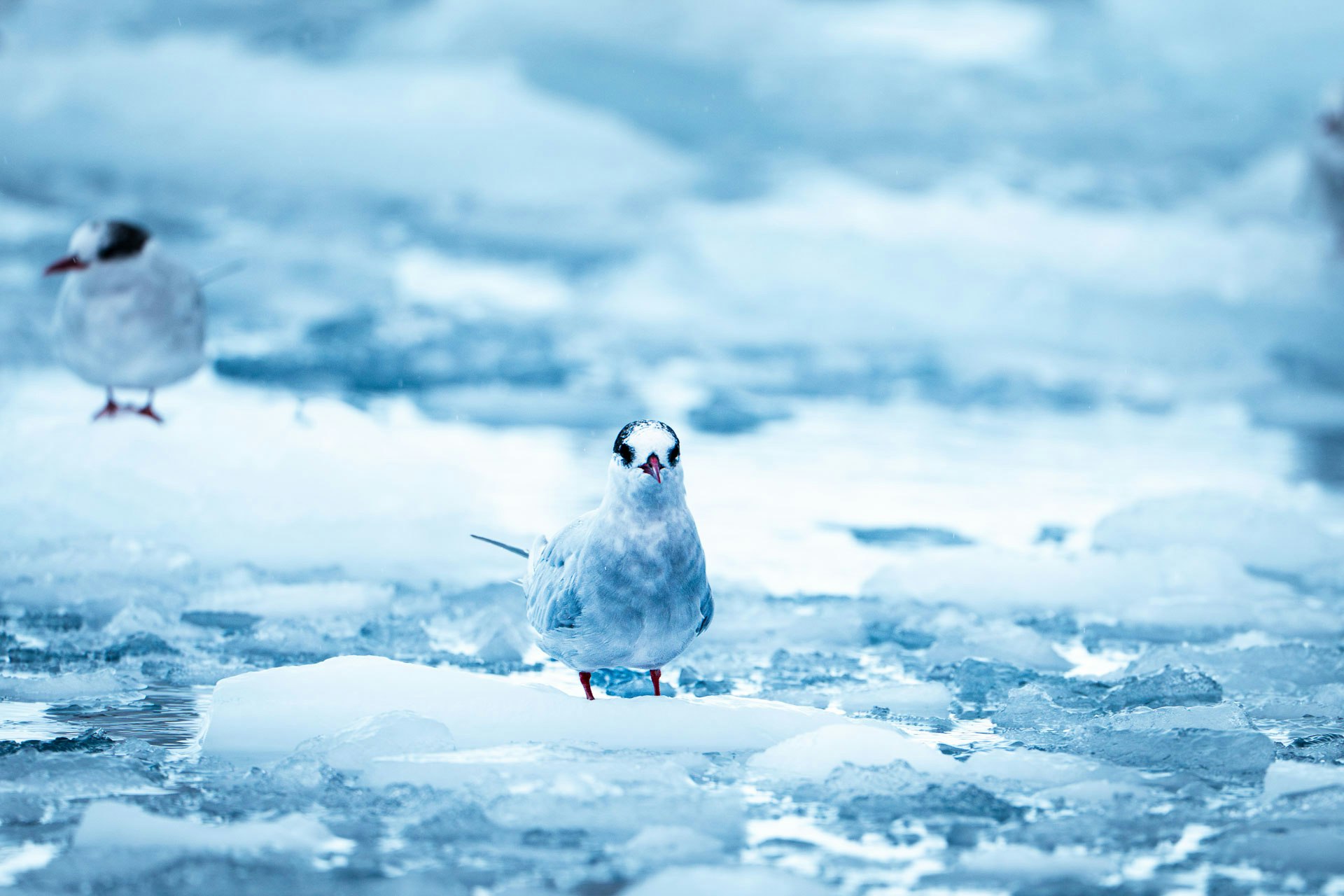 Antarctic Tern, Lancaster Cove, Antarctica, Tyson Mayr