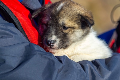 Ittoqqortoormiit, Greenland, Adrian Wlodarczyk