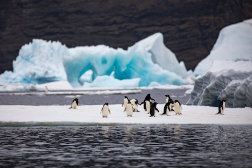 Adelie Penguins on an ice-floe surrounded by blue icebergs