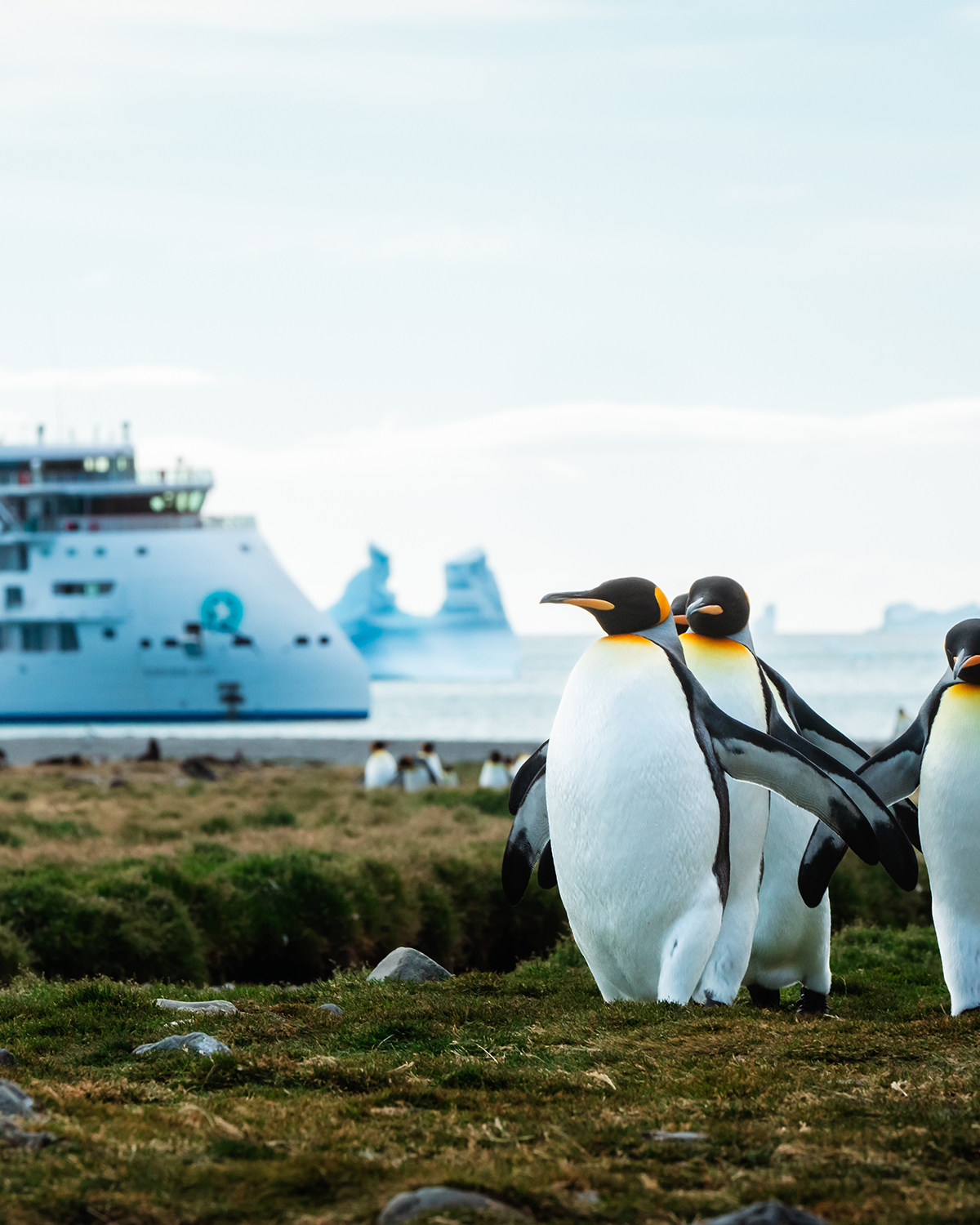 Penguins in front of the Greg Mortimer