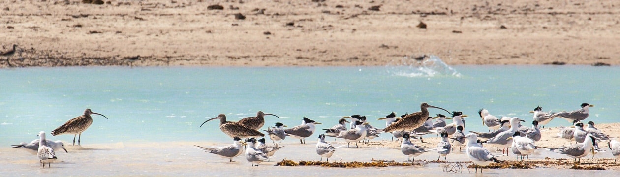 blog-shorebird-header.jpg