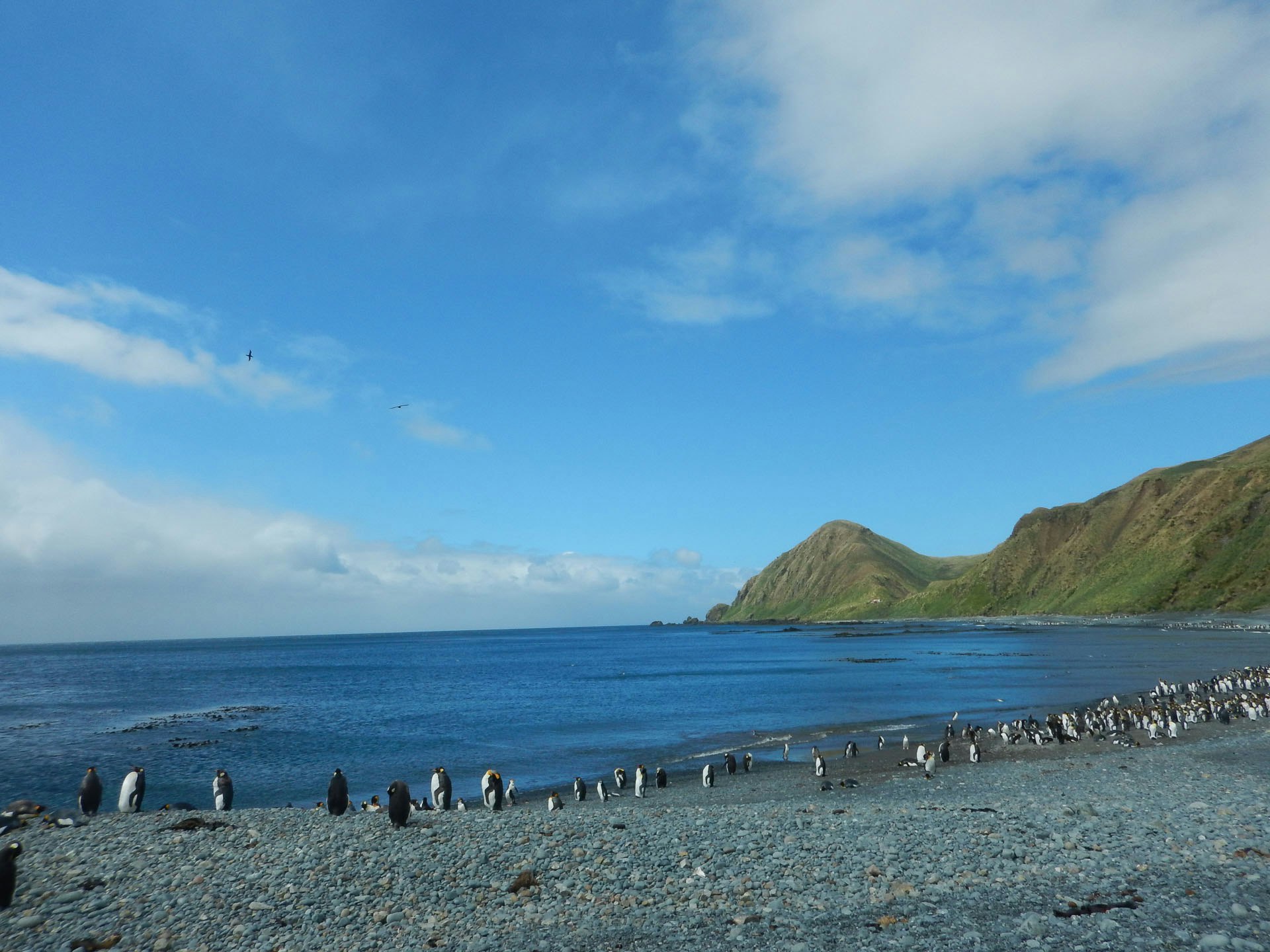 Sandy Bay, Macquarie Island, Sandrine Erwin-Rose