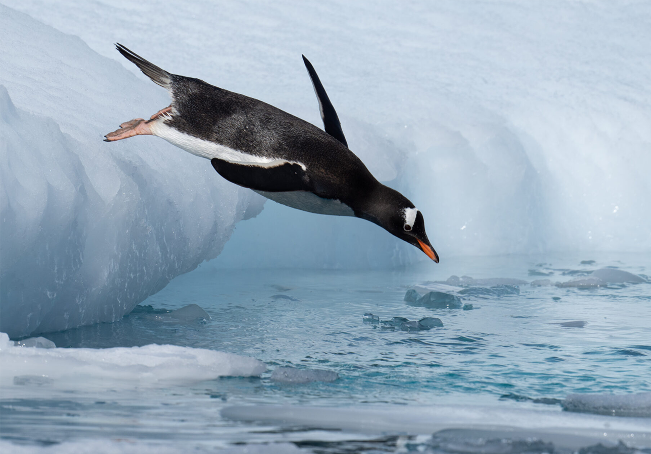 Gentoo Penguin Diving off an iceberg