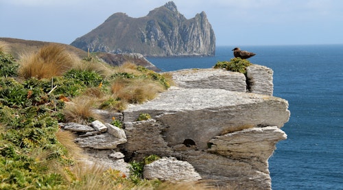 Skua on Campbell Island, Clem Ditton
