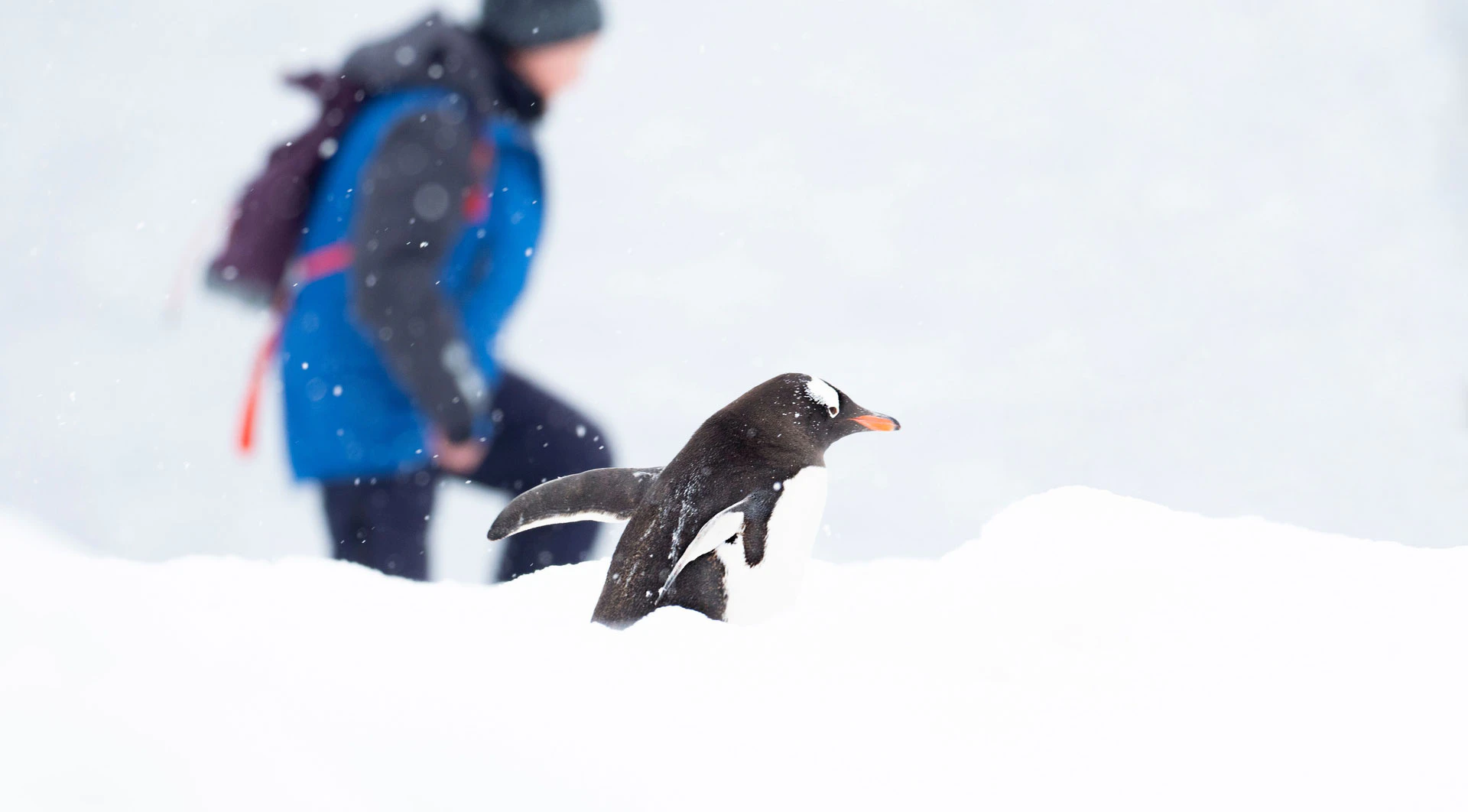 Walking-with-a-Gentoo-Antarctica