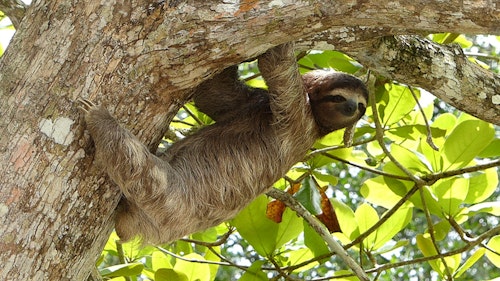 Keep your eyes peeled for a sloth, Costa Rica, Javier Mazzeo