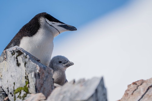 Chinstrap Penguin, Orne Harbour, Antarctica, Fiona Wardle
