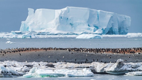 One of the largest adelie penguin colonies, Cape Adare, Antarctica, Shutterstock