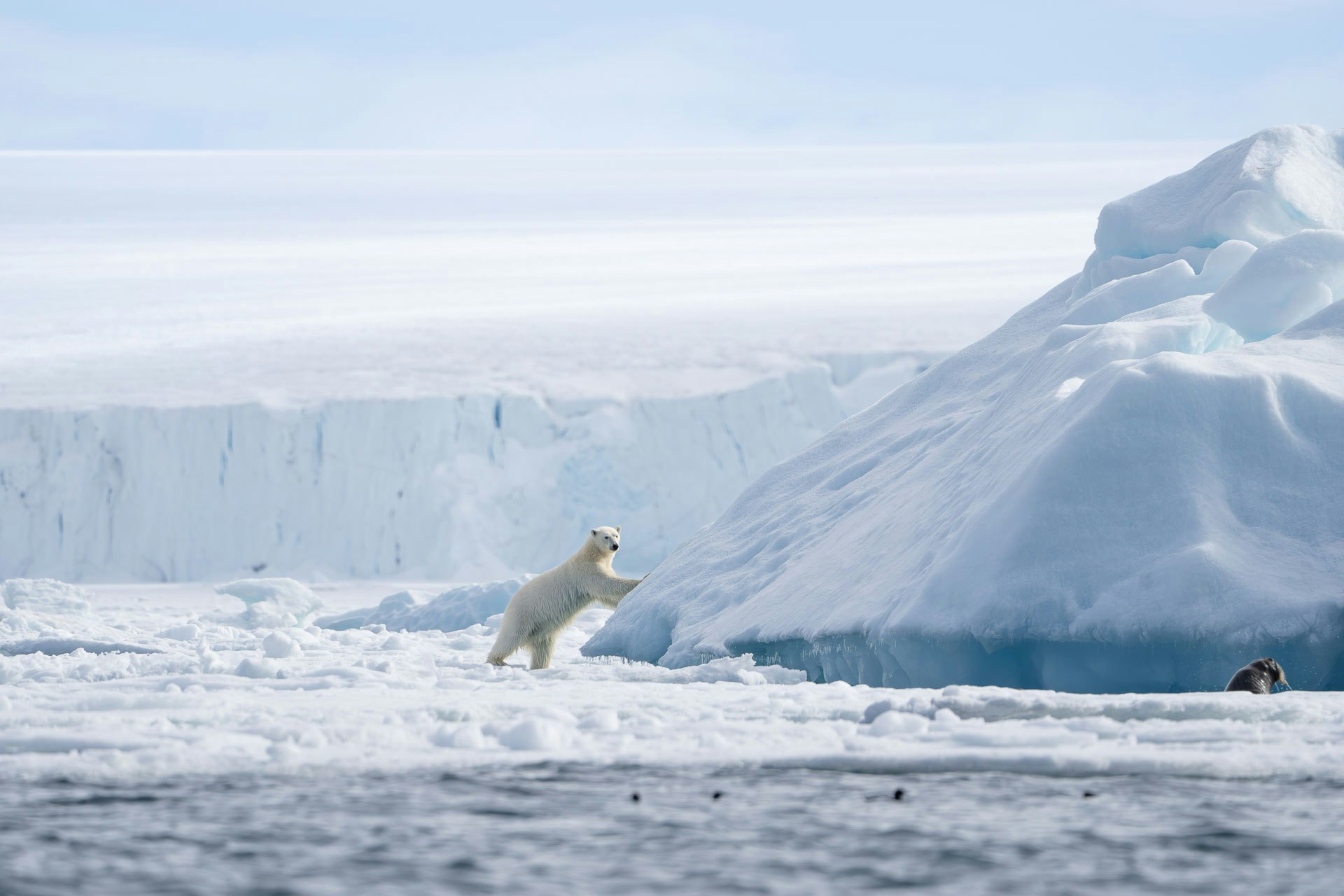 Polar Bear and Walrus, Brasvellbreen, Svalbard, Fiona Wardle