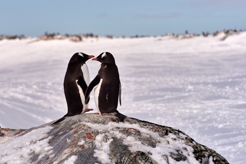 Gentoo Penguins, Antarctica, Shutterstock