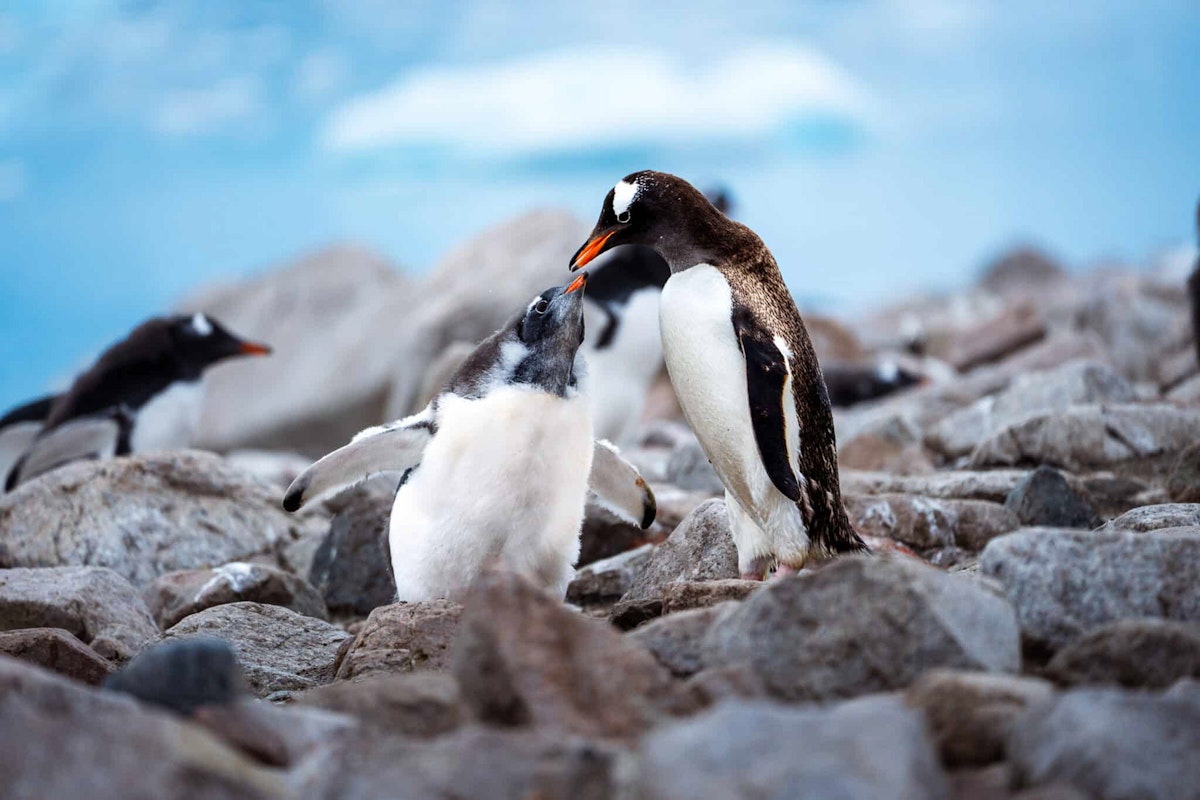 Gentoo Penguin, Neko Harbour, Antarctica, Tyson Mayr