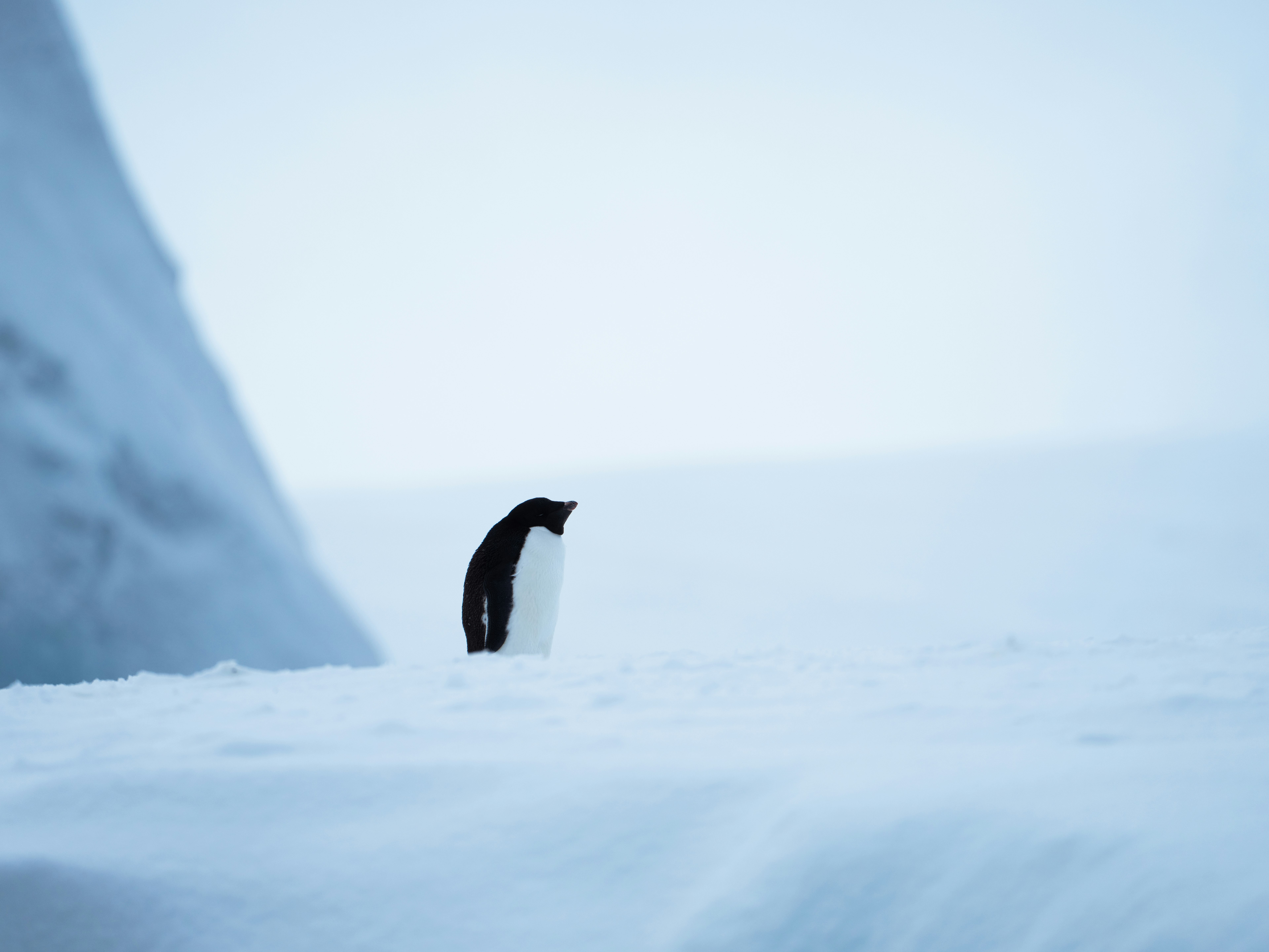 Adeile-Penguin-Antarctica