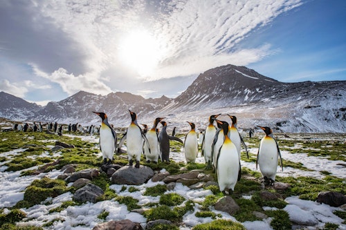 St Andrews Bay, South Georgia, Stas Zakharov