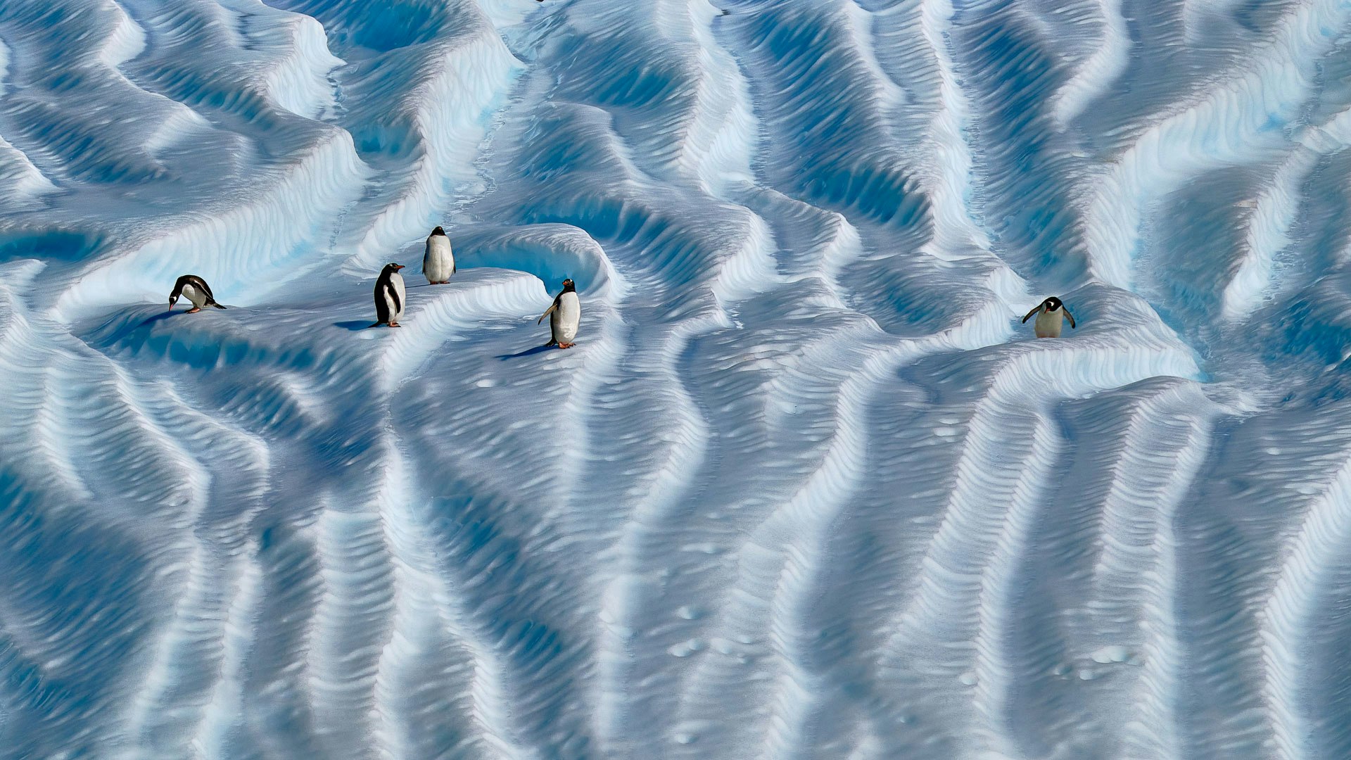 Gentoo Penguins, Godthul, Antarctica, Peter Eastway