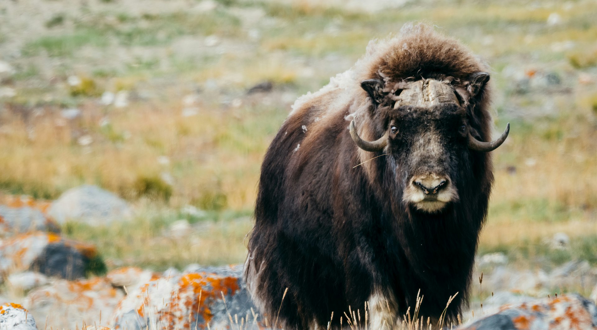 Musk Oxen Facts | Arctic Wildlife - Aurora Expeditions