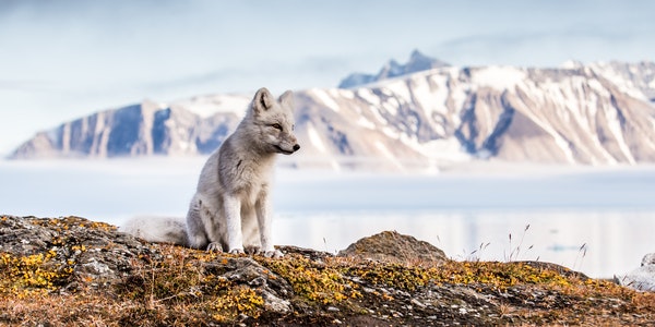 Arctic Fox During Autumn in Spitsbergen, Shutterstock