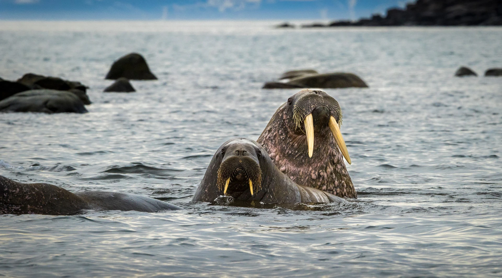 walrus-facts-arctic-wildlife-aurora-expeditions