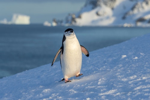 Penguin on Half Moon Island, Adrian Wlodarczyk