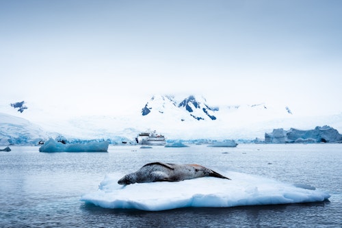 Leopard Seal, Cierva Cove, Antarctica, Tyson Mayr