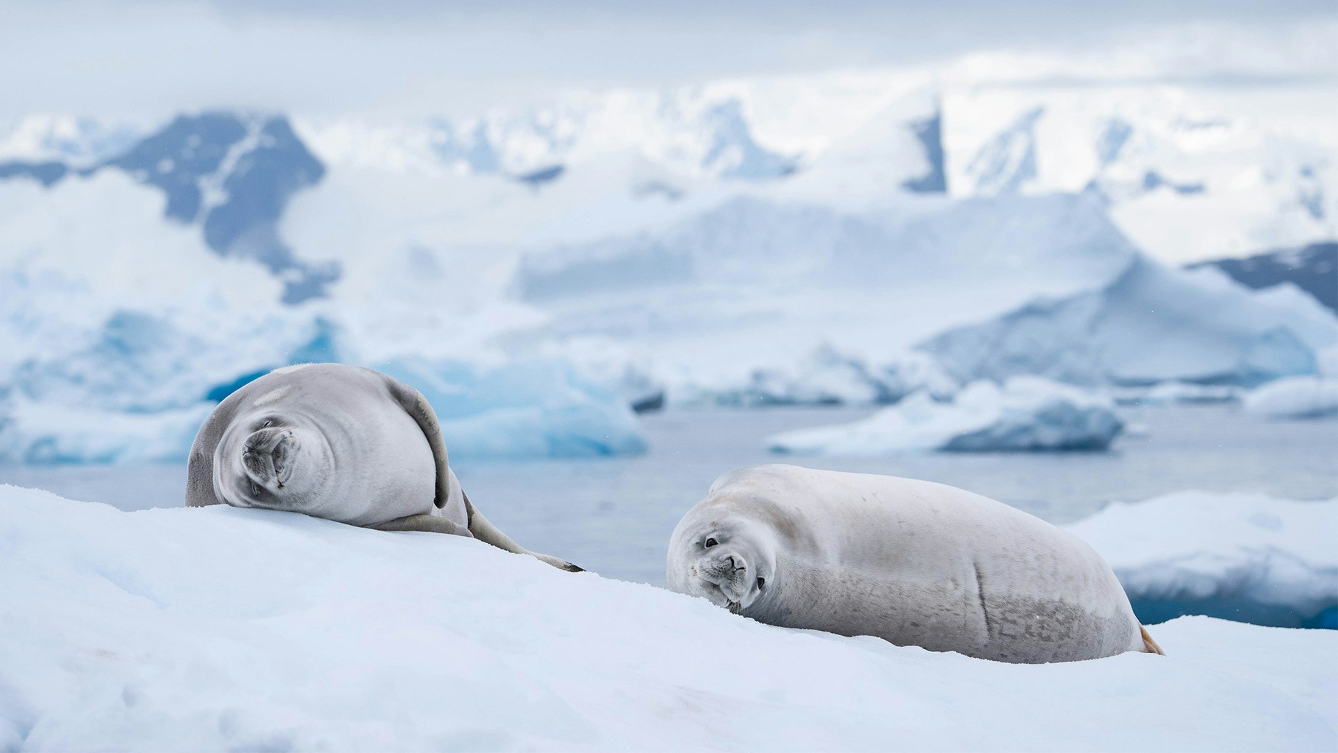 Crabeater Seal, Yalour Islands, Antarctica, Fiona Wardle