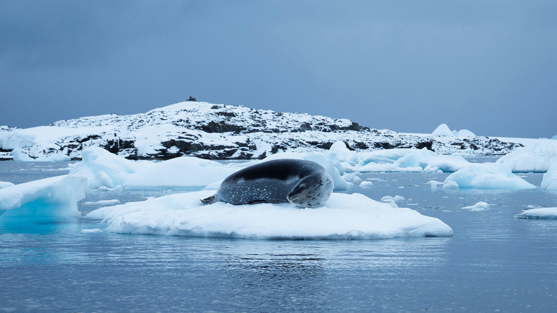 Leopard Seal, Winter Island, Antarctica, Tyson Mayr