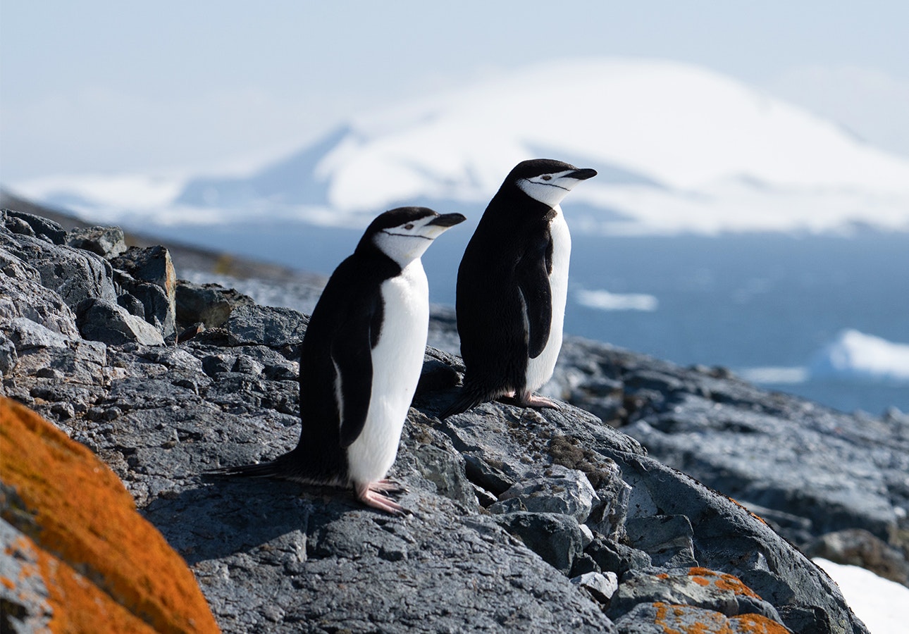 chinstrap-penguins-stonington-island-antarctica