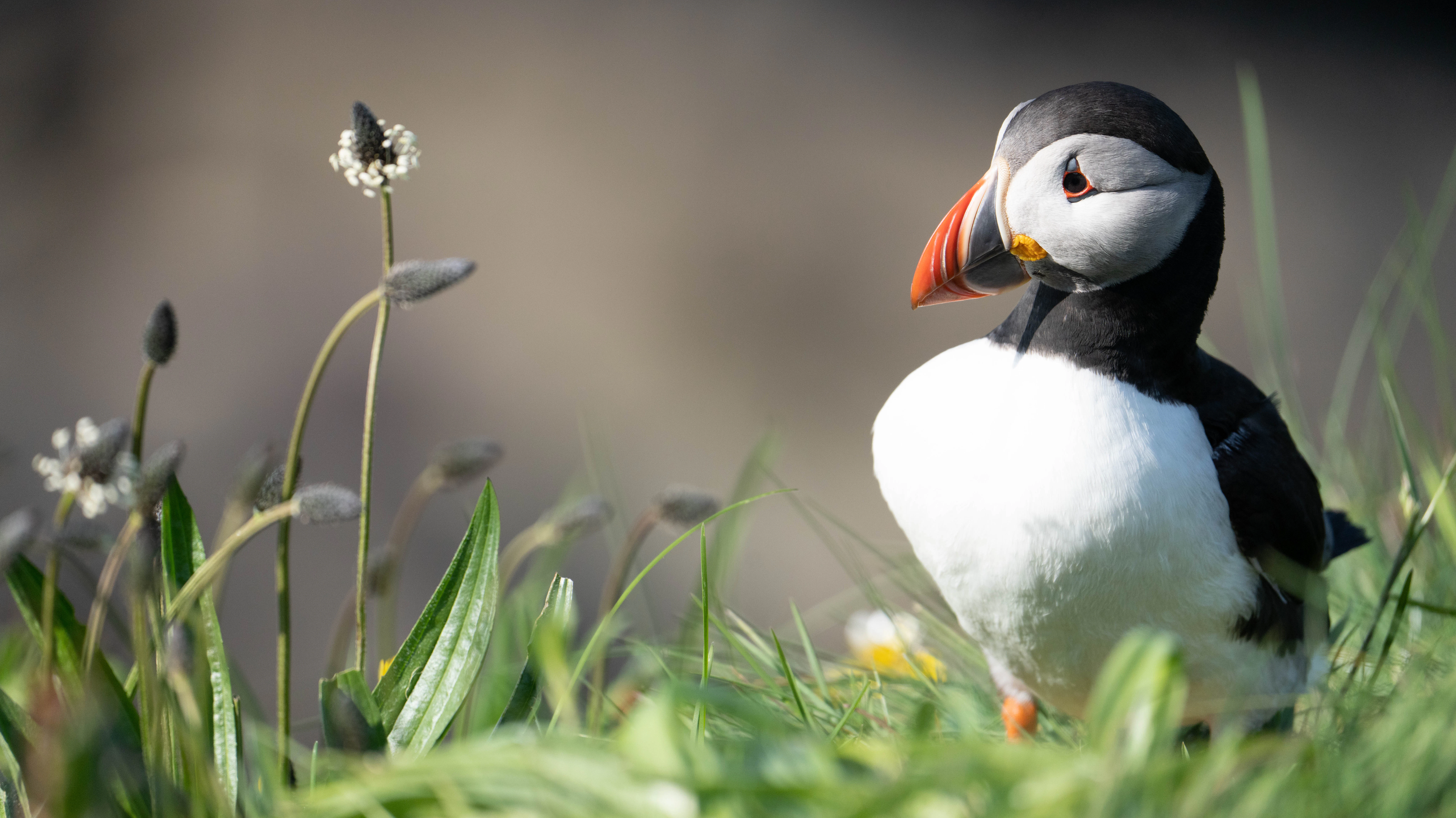 Puffin Facts Information Guide Aurora Expeditions puffin-facts-information-guide-aurora-expeditions