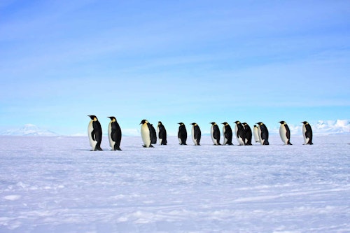 Emperor penguins, Ross Sea, Shutterstock