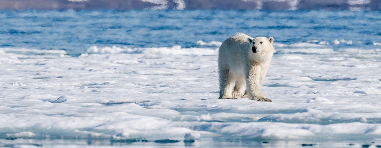 Polar bear walking across the ice Hero, Hamilton Bukta, Spitsbergen, Svalbard, Lina Stock