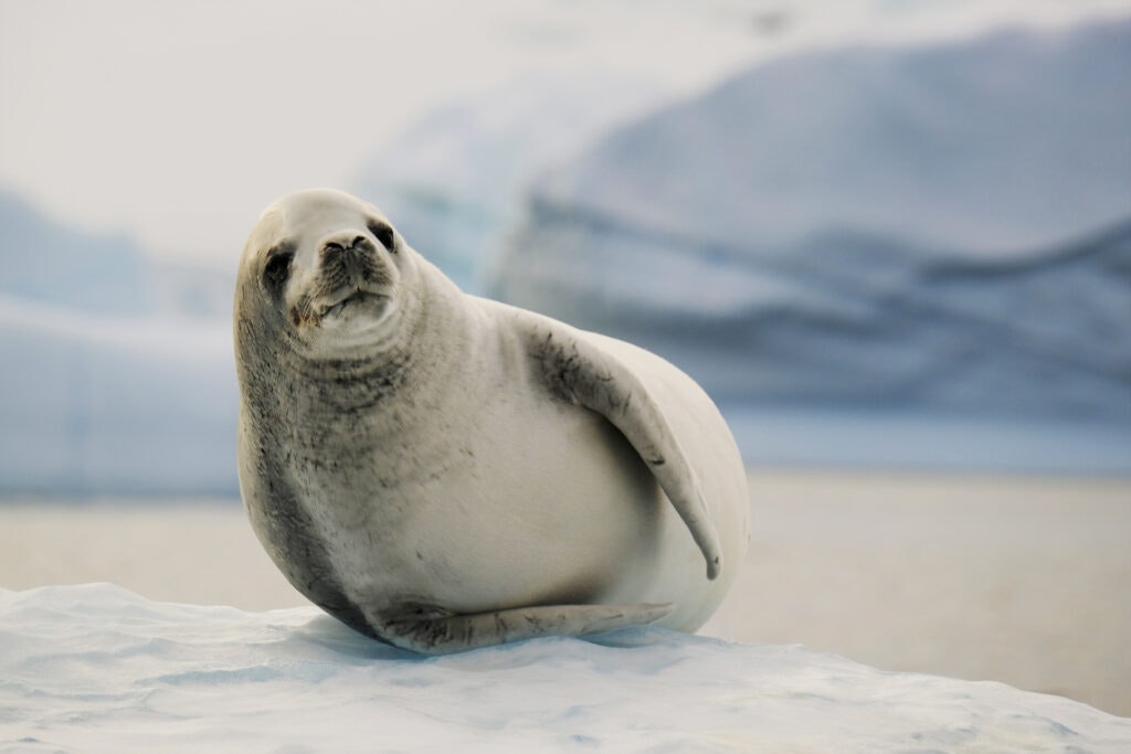 Crabeater-Seal-at-Horseshoe-Bay-Massimo-Bassano