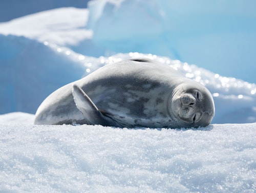 Weddell Seal, Spert Island, Antarctica, Fiona Wardle