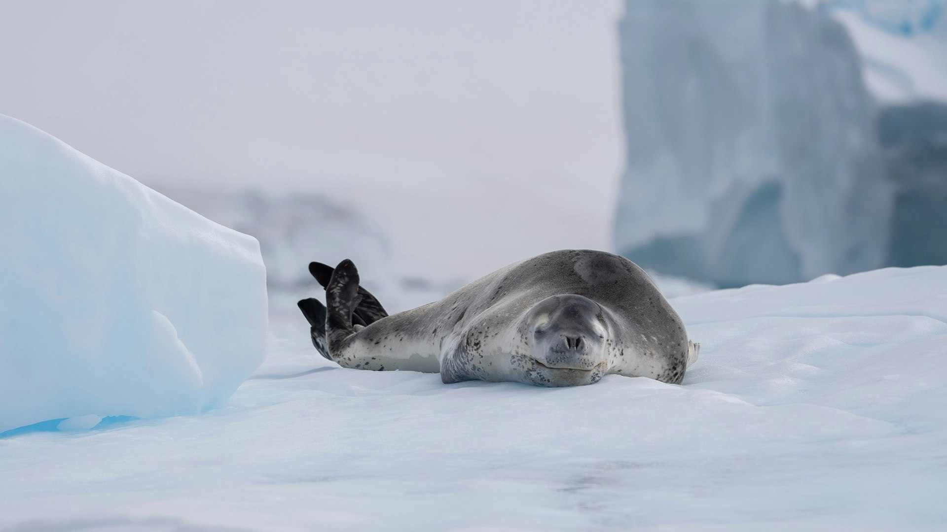Leopard Seal, Danco Island, Antarctica, Fiona Wardle