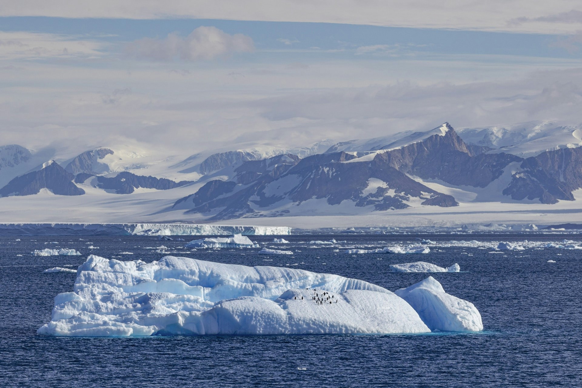 Adelie-Penguins-on-Iceberg-Antarctica-Scott-Portelli.jpg