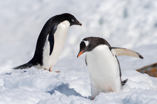 Gentoo and Adelie Penguin, Antarctica, Jamie Lafferty