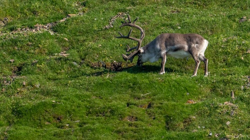Reindeer, Svalbard, Jamie Lafferty