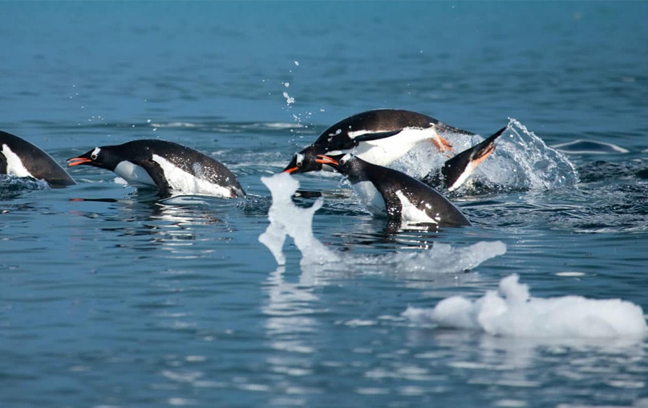 Penguins, Life in Antarctica