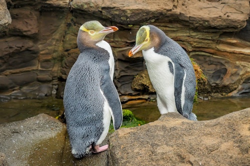 Two Yellow Eyed Penguins, Shutterstock