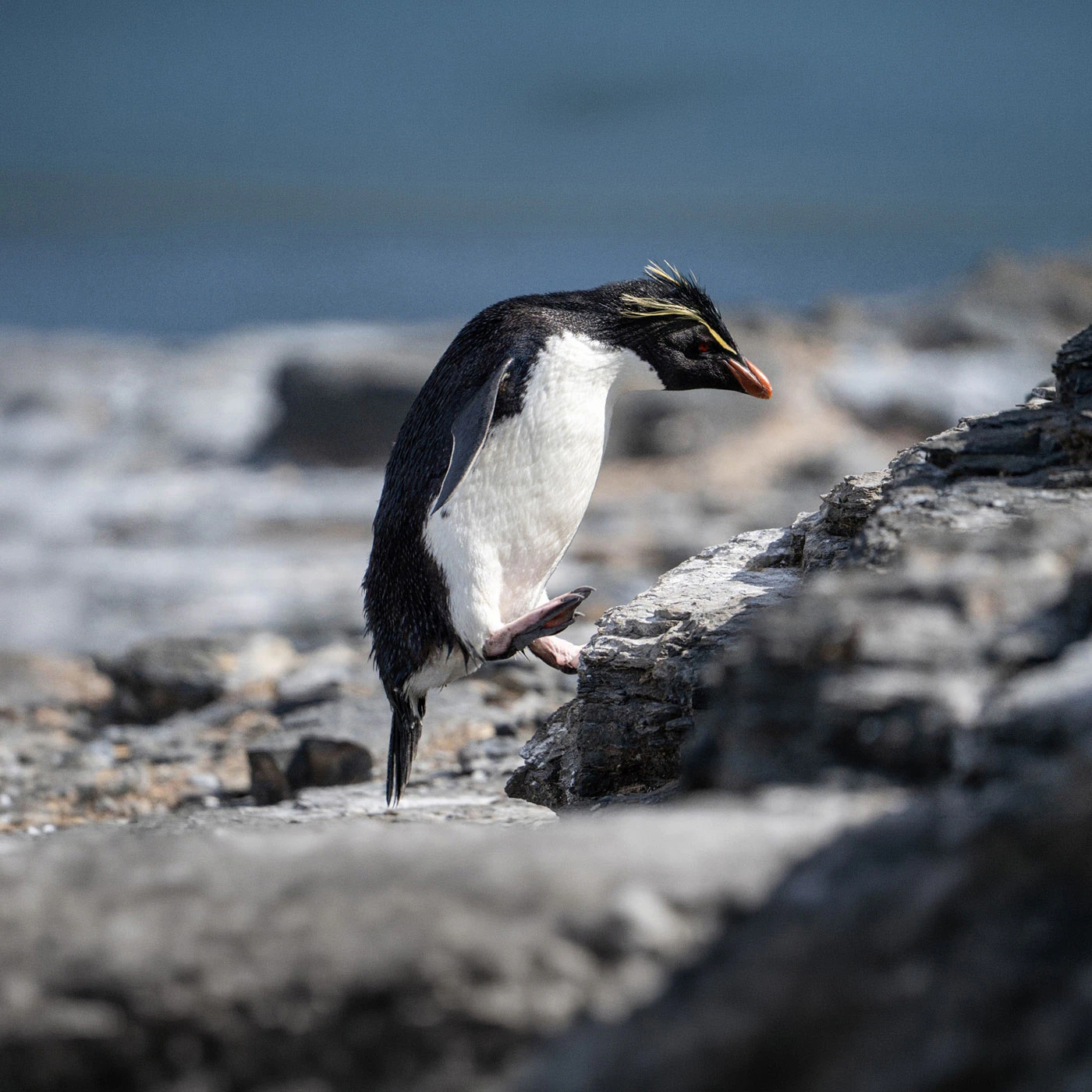 image-falkland-islands-rockhopper.jpg