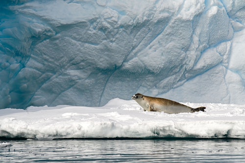 Seal resting on iceberg, Antarctica, Jett Britnell