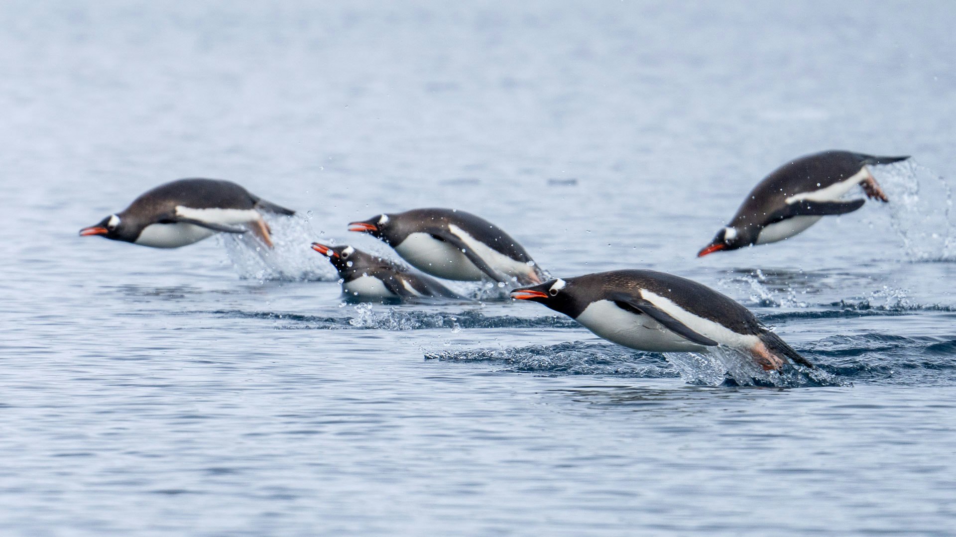 Gentoo Penguin | Antarctic Wildlife - Aurora Expeditions