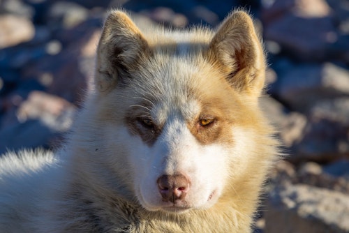 Dog in Ittoqqortoormiit, Greenland, Adrian Wlodarczyk
