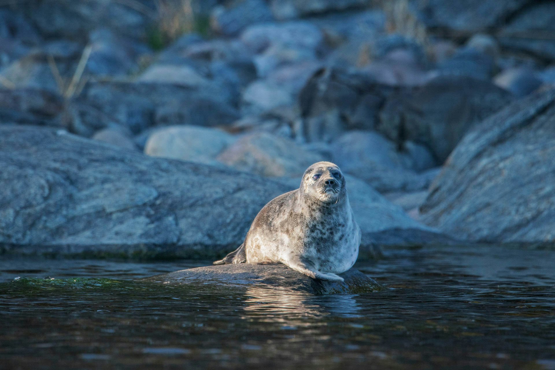 Ringed Seal, shutterstock